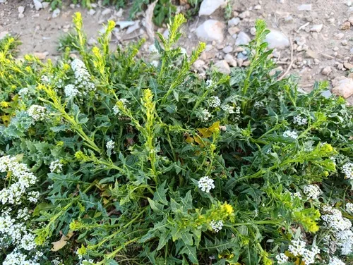 Shortfruit Hedgemustard