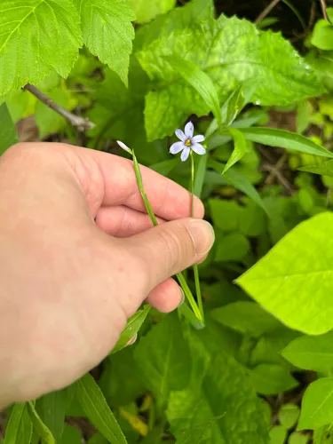 Narrowleaf Blue-eyed Grass — photo by Dominic Gerardi