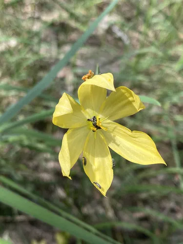 Arizona Blue-eyed Grass