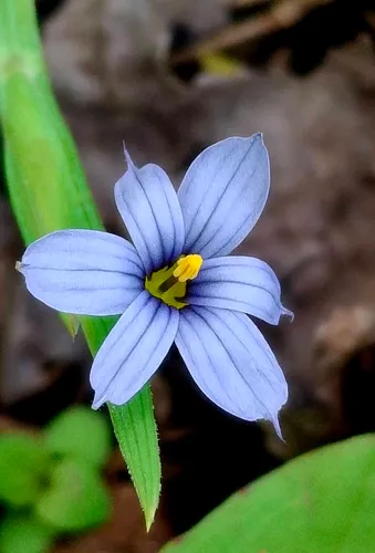 Eastern Blue-eyed Grass