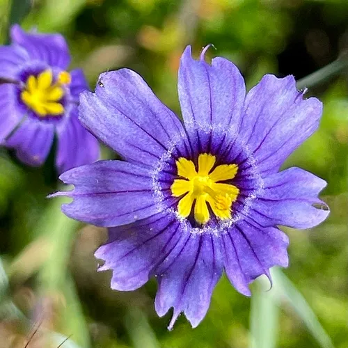 Western Blue-eyed Grass — photo by Bonnie Nickel