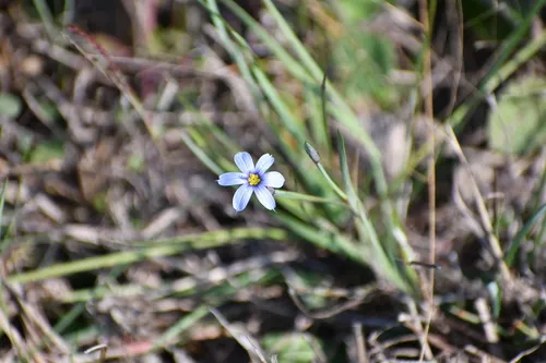 Wiry Blue-eyed Grass — photo by Jon McIntyre