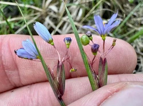 Limestone Blue-eyed Grass — photo by Eric Soehren