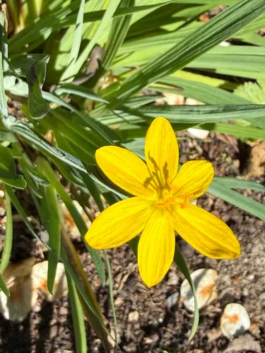 Golden Blue-eyed Grass — photo by Robin Wilmot