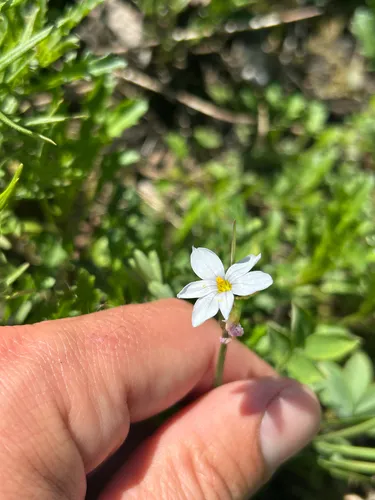 Prairie Blue-eyed Grass — photo by Owen McElroy