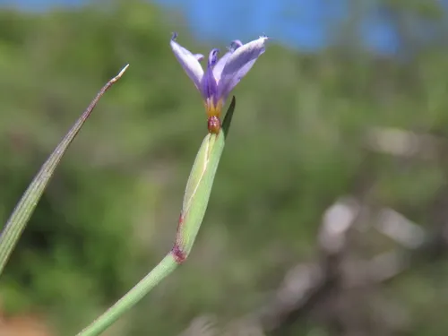 Stiff Blue-eyed Grass — photo by Abraham Sánchez Romero