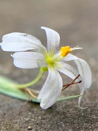 Wishbone Blue-eyed Grass — photo by Aaron Kampe