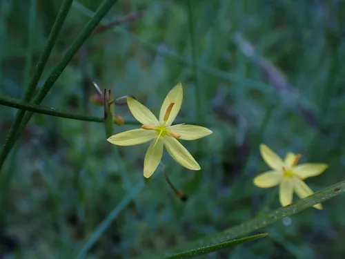 Elmer's Blue-eyed Grass — photo by Preston Ernest