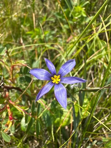 Coastal Plain Blue-eyed Grass