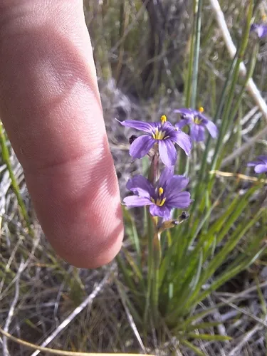 Nevada Blue-eyed Grass — photo by Richard Rachman