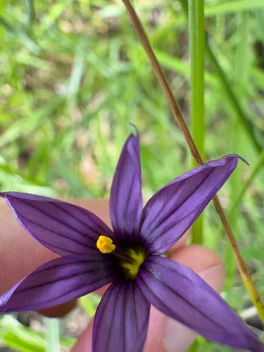 Hitchcock's Blue-eyed Grass — photo by sarahaceae