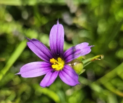 Idaho Blue-eyed Grass — photo by Steve Castagnoli