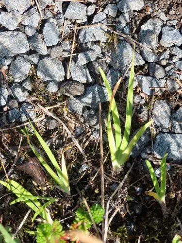 Alaska Blue-eyed Grass