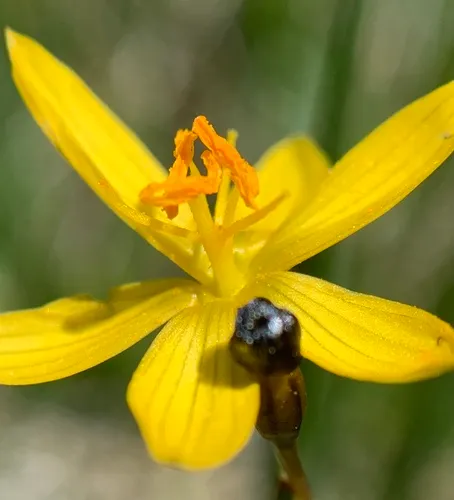 Timberland Blue-eyed Grass — photo by Duncan Bell