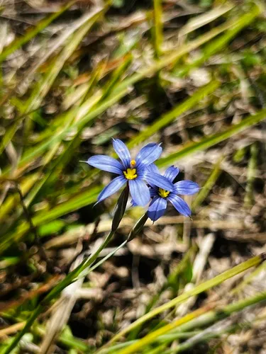 Miami Blue-eyed Grass — photo by lkb72