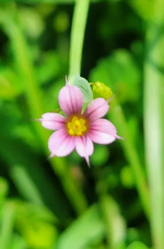 Dwarf Blue-eyed Grass