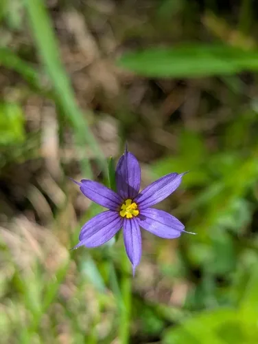 Strict Blue-eyed Grass — photo by Bryn