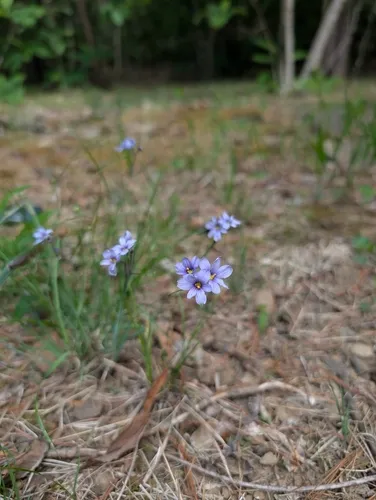 Needletip Blue-eyed Grass — photo by sm_trails