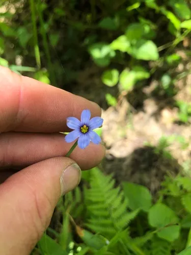 Nash's Blue-eyed Grass — photo by qtowery