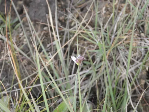 Pale Blue-eyed Grass — photo by Jared Shorma