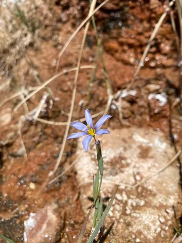 Bigroot Blue-eyed Grass