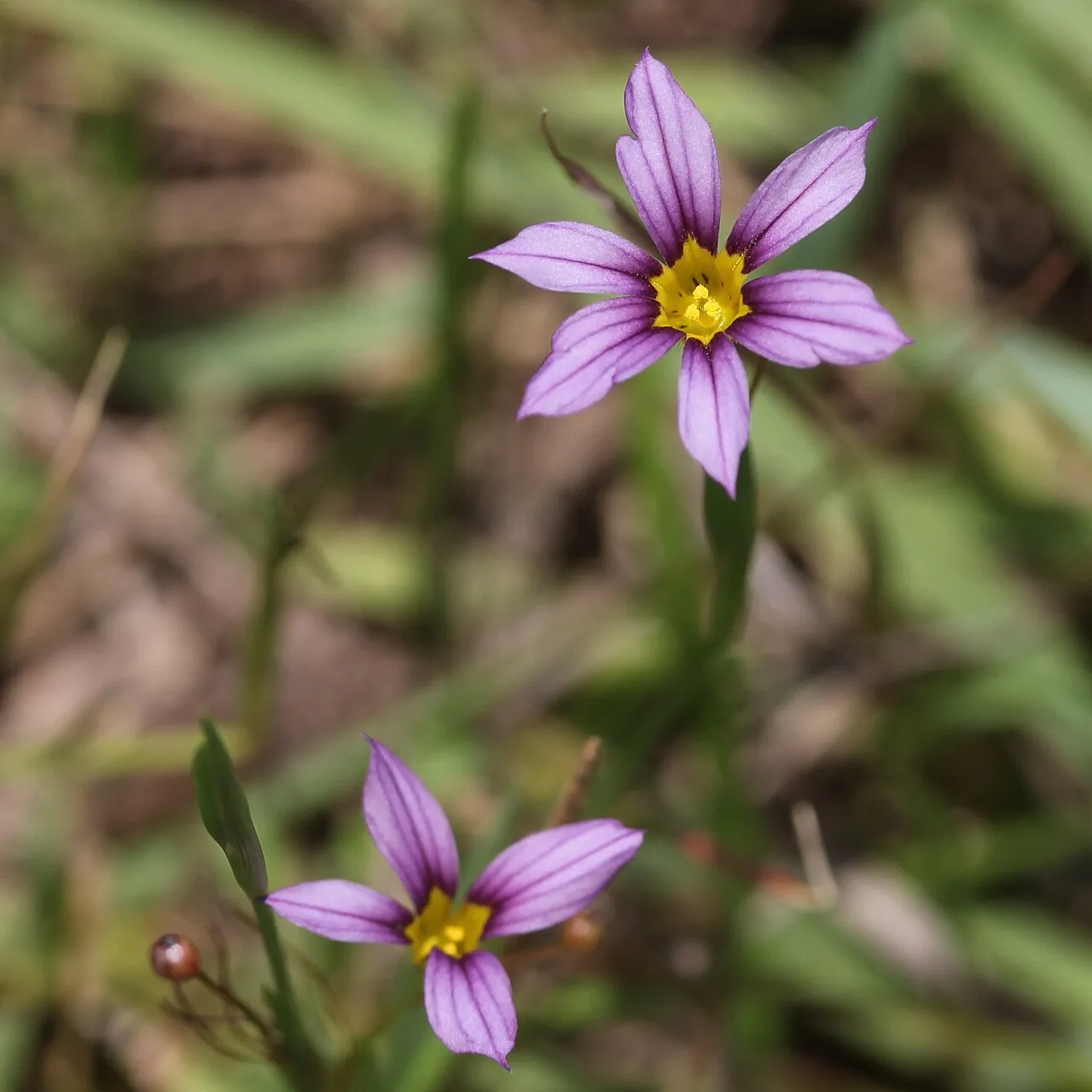 Annual Blue-eyed Grass