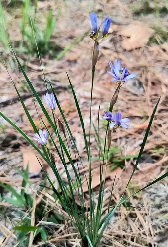 Spearbract Blue-eyed Grass — photo by Rick Travis