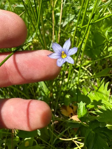 Mountain Blue-eyed Grass — photo by Kieran Hanrahan