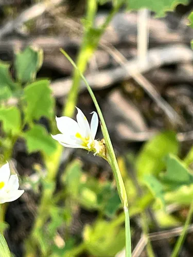 Northern Blue-eyed Grass — photo by Katie Hamilton