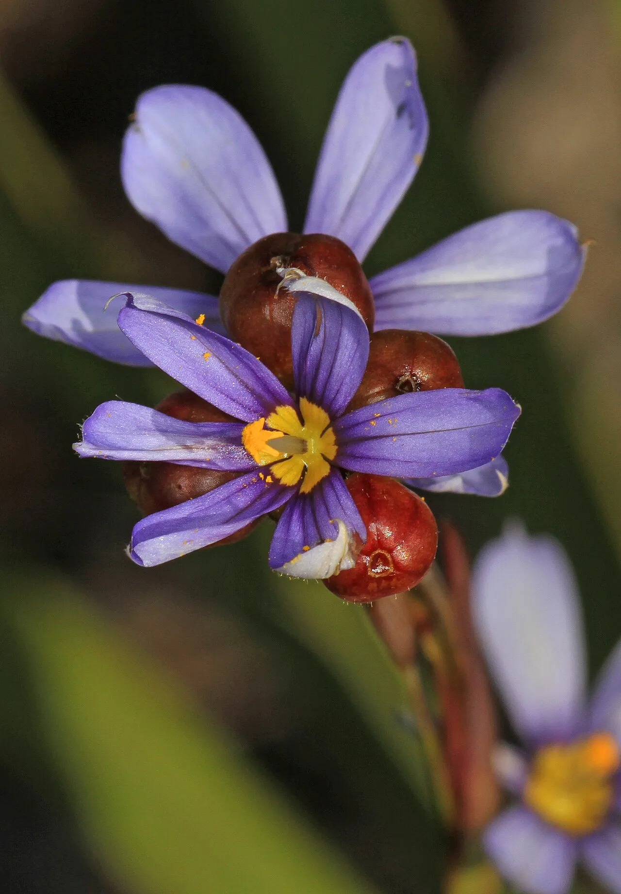 Jeweled Blue-eyed Grass — photo by Judy Gallagher