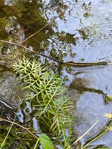 Hemlock Waterparsnip — photo by Graham Buck