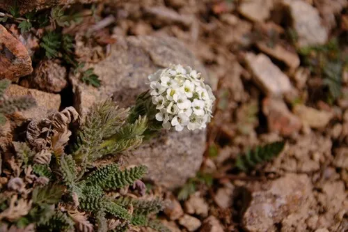 Alpine Smelowskia