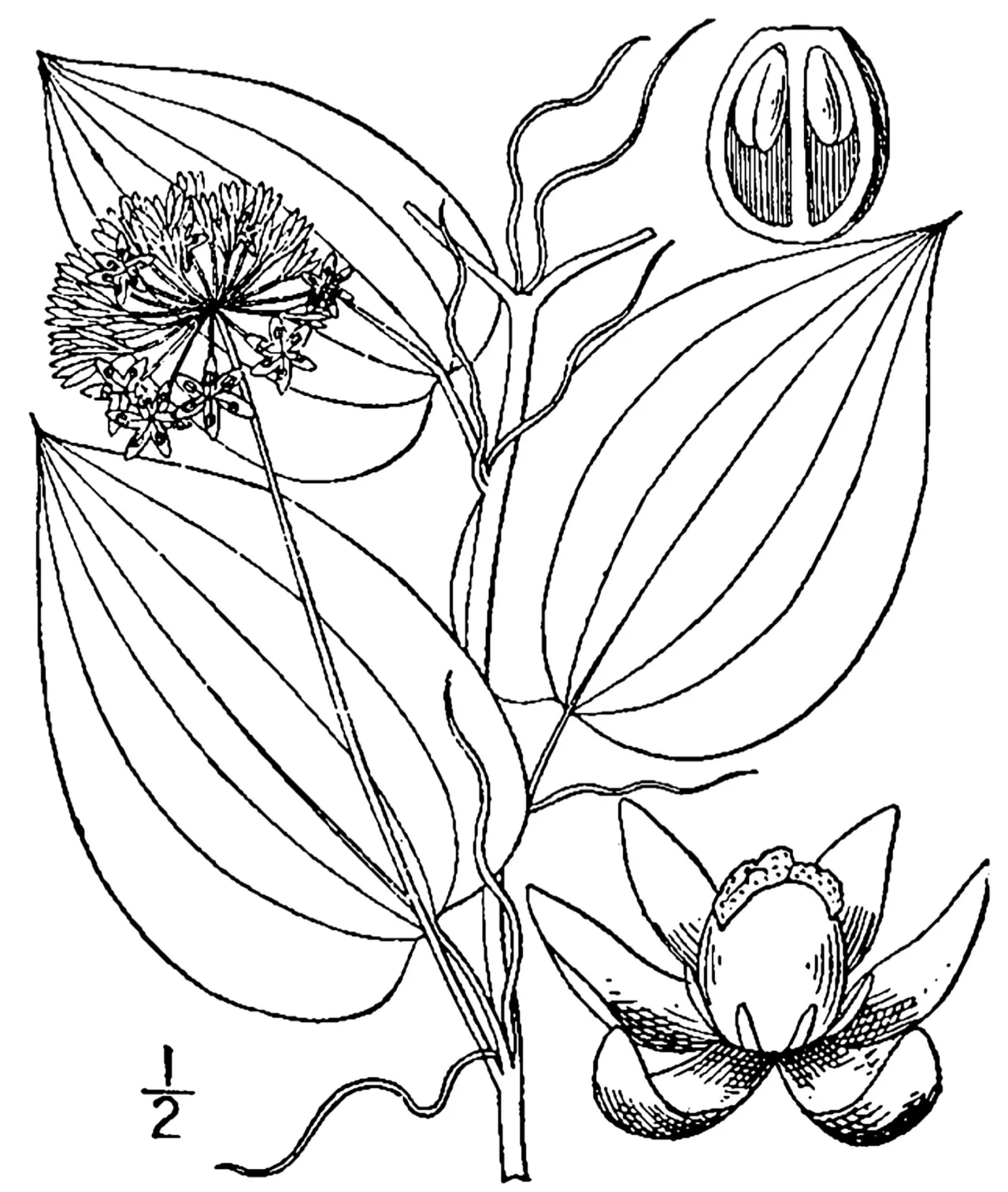 Smooth Carrionflower — photo by USDA-NRCS PLANTS Database / Britton, N.L., and A. Brown. 1913. An illustrated…
