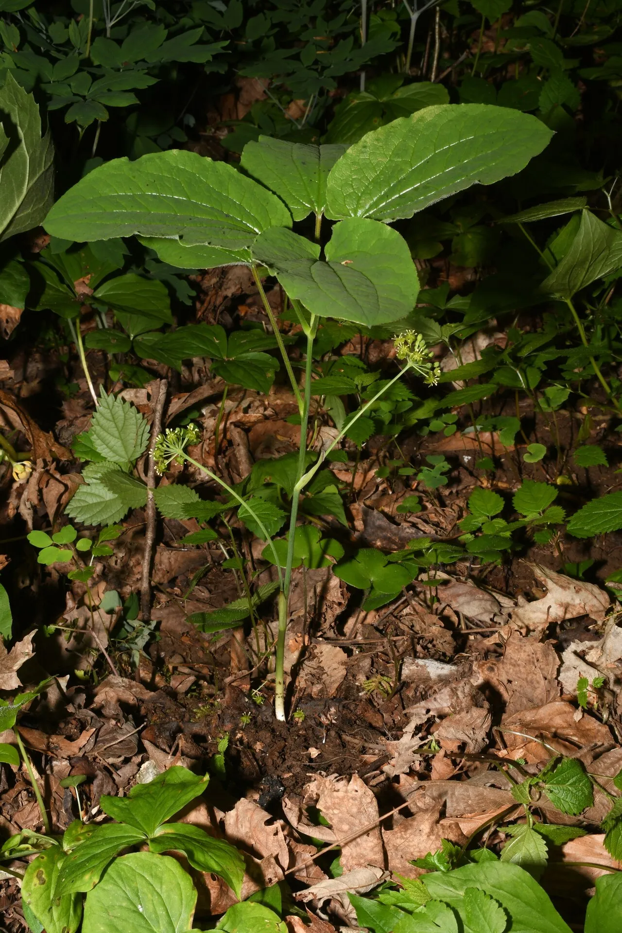 Huger's Carrionflower — photo by Brian Finzel