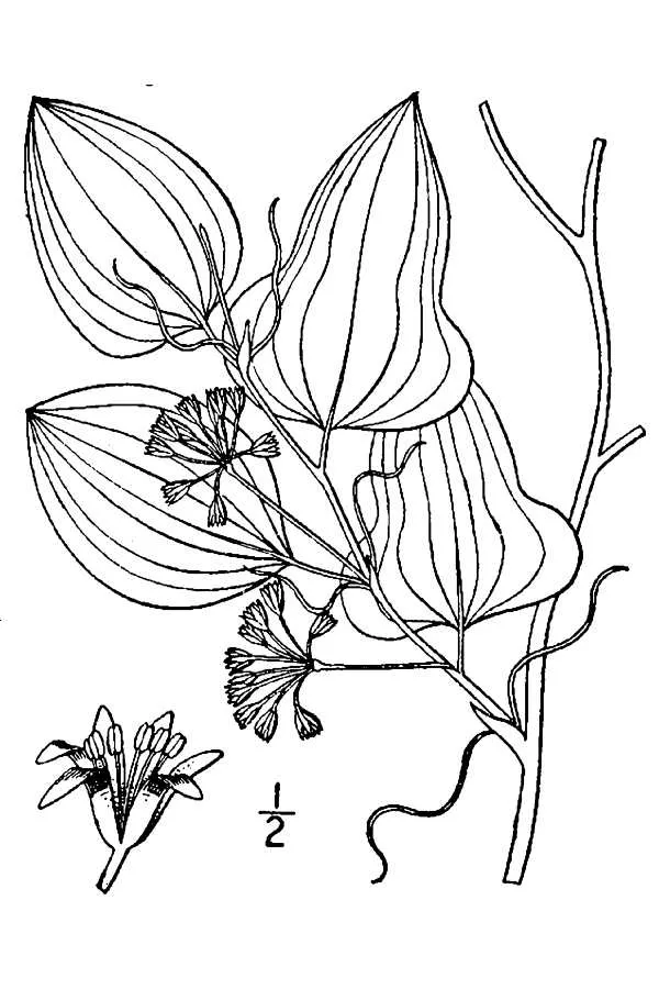 Bamboo Vine