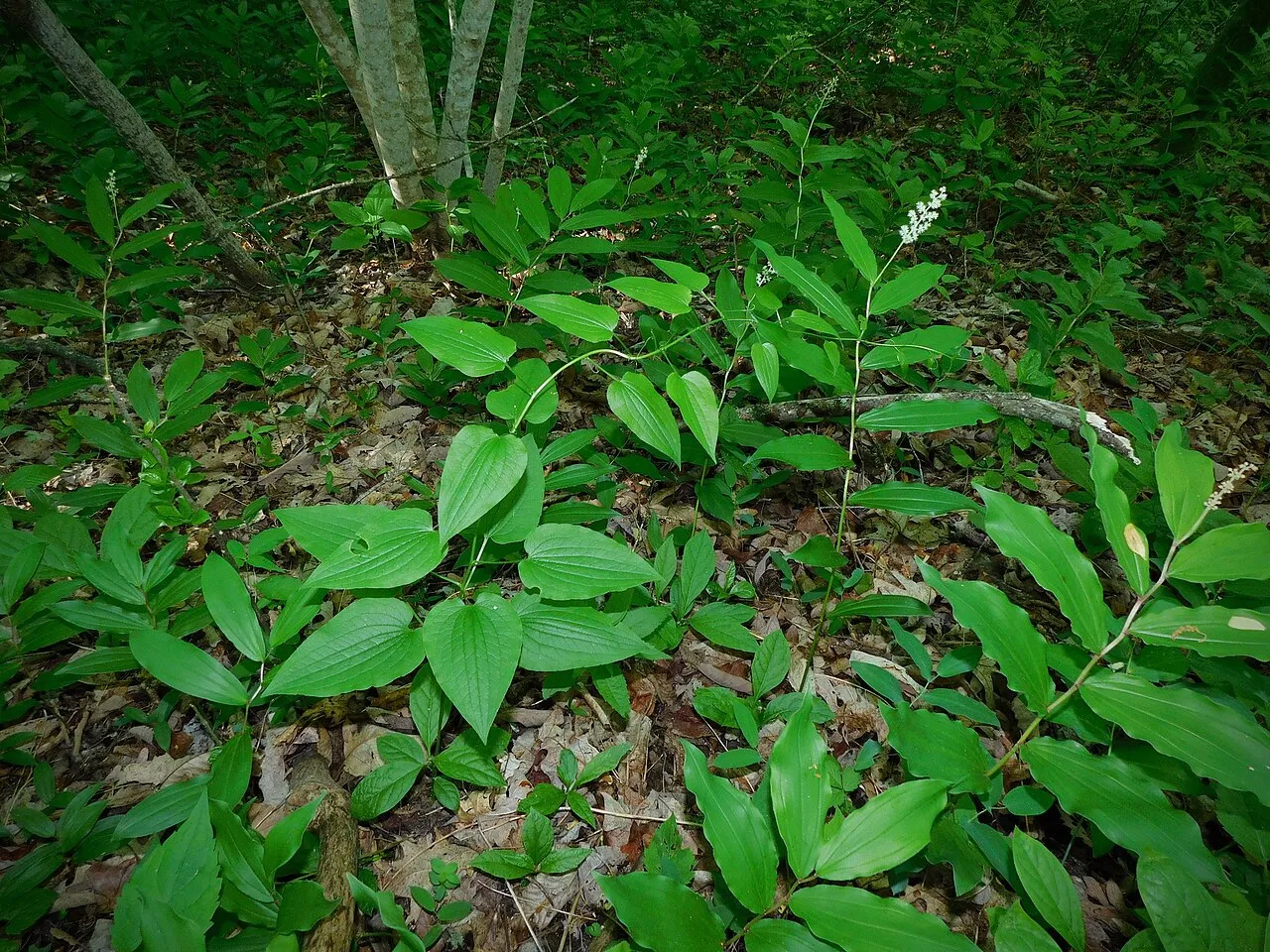 Downy Carrionflower — photo by Image shared by iNaturalist user: mjpapay