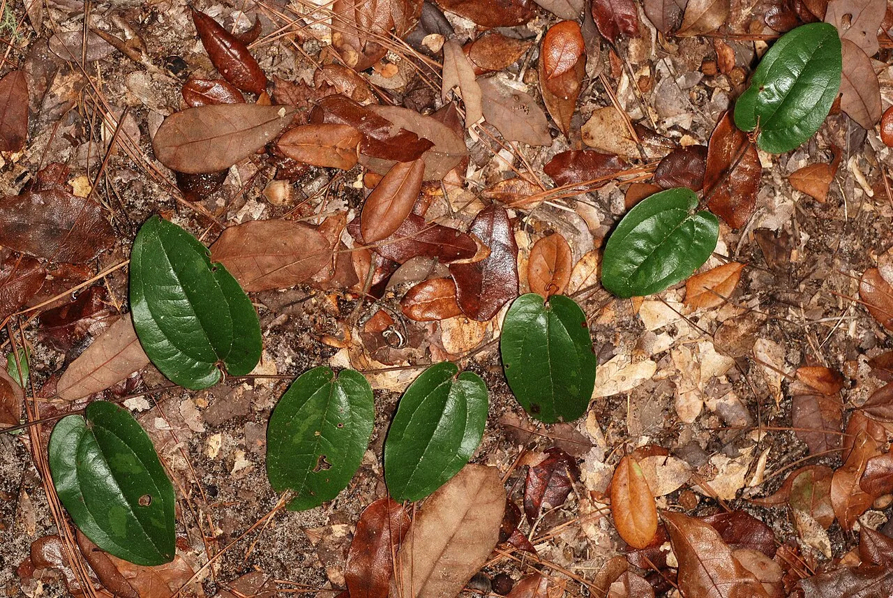 Sarsparilla Vine — photo by Douglas Goldman