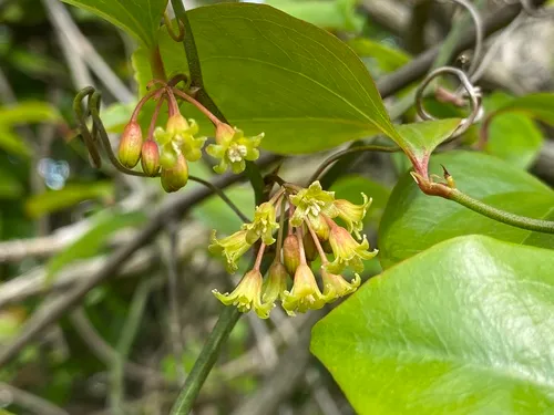 Roundleaf Greenbrier — photo by Ashley M Bradford
