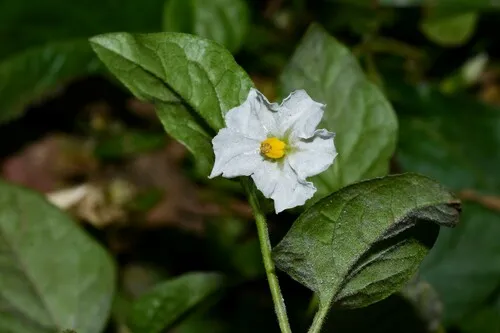 Sonoita Nightshade — photo by Ary Mailhos