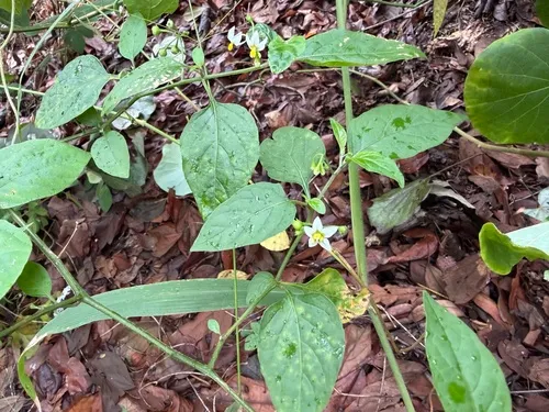 American Black Nightshade
