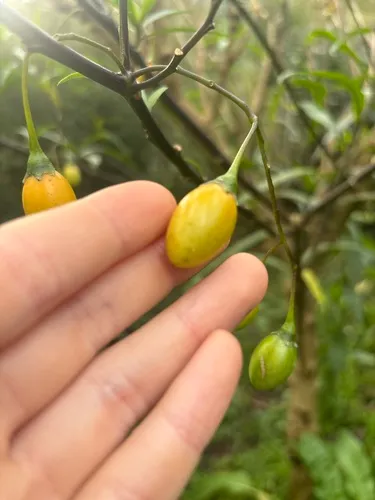 New Zealand Nightshade — photo by kgparadise
