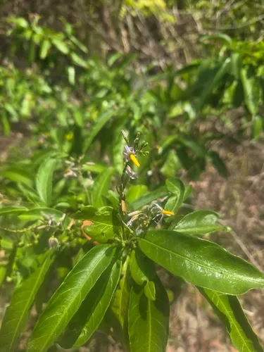 Bahama Nightshade