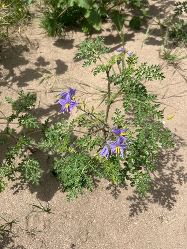 Watermelon Nightshade (var. setigerum) — photo by inescarola