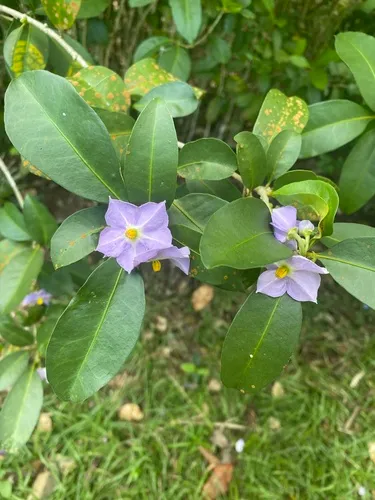 Marron Bacoba — photo by eleanorgibney