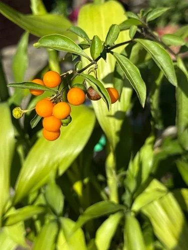 Twoleaf Nightshade — photo by 王美秀