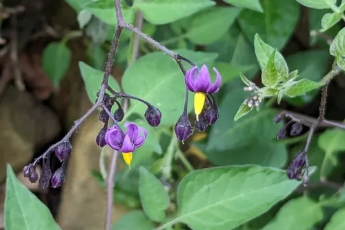 Climbing Nightshade — photo by Kailey Alderfer