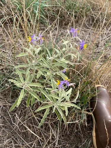 Silverleaf Nightshade — photo by ashlieia