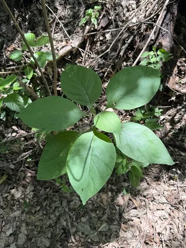 Potatotree