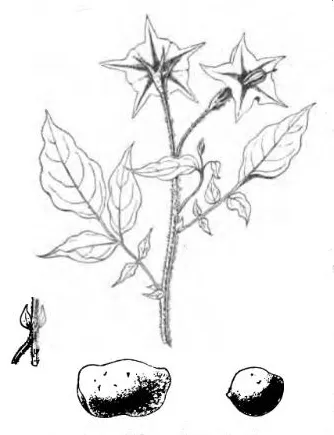 Fendler's Horsenettle — photo by Ernest Roze (1833–1900)