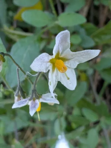 Forked Nightshade — photo by DJ